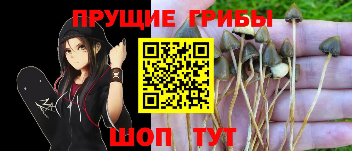 Псилоцибиновые грибы Psilocybe Тында